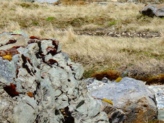 Melanodera xanthogramma