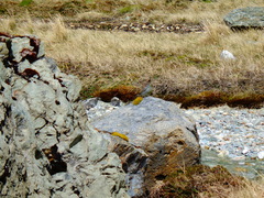 Melanodera xanthogramma