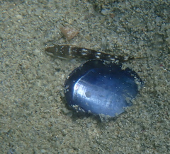 Platycephalidae