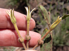 Orthanthera jasminiflora