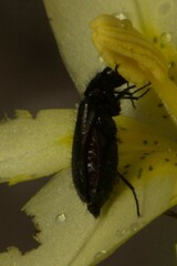 Cleroidea