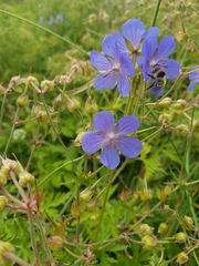 Bombus veteranus