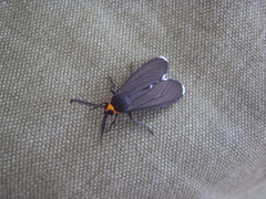 Ctenucha