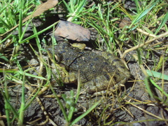 Scinax nasicus