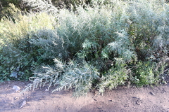 Artemisia umbrosa