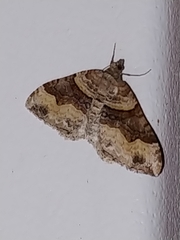 Xanthorhoe defensaria