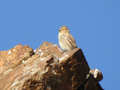 Linaria flavirostris