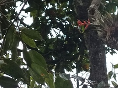 Lorantheae