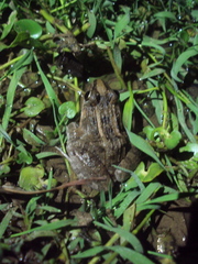 Leptodactylus