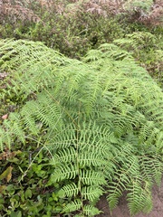 Pteridium