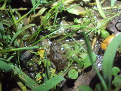 Pseudopaludicola falcipes