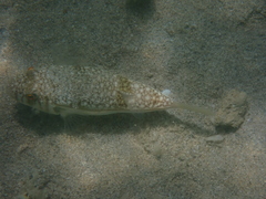 Torquigener pleurogramma