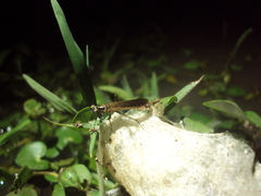 Mantoida