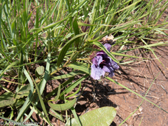 Hibiscus microcarpus