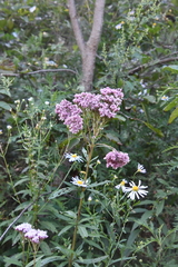 Eupatorium lindleyanum
