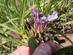 Hibiscus microcarpus
