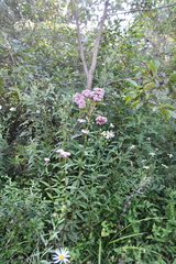 Eupatorium lindleyanum