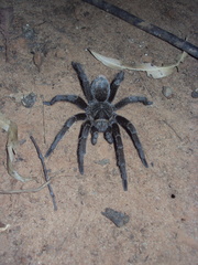 Grammostola