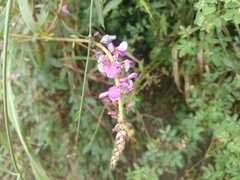 Vicia amoena