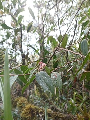 Cavendishia pubescens