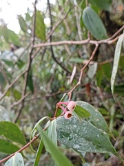 Cavendishia pubescens