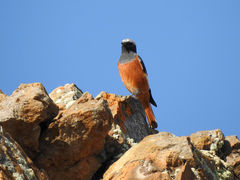 Phoenicurus erythrogastrus