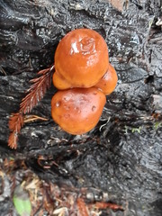 Gymnopilus croceoluteus