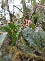 Cavendishia pubescens