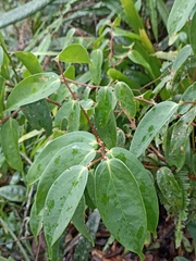 Cavendishia pubescens