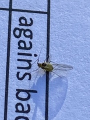 Macrosiphum