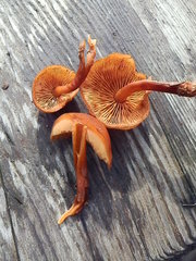 Gymnopilus croceoluteus