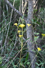 Patrinia scabiosifolia