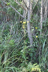 Patrinia scabiosifolia