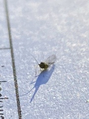 Macrosiphum