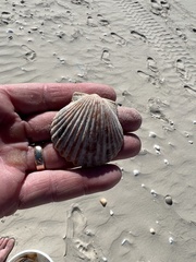 Argopecten irradians