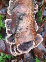 Trametes versicolor