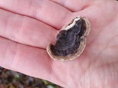 Trametes versicolor