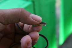 Dendrelaphis haasi