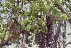 Ficus retusa