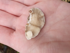 Trametes versicolor
