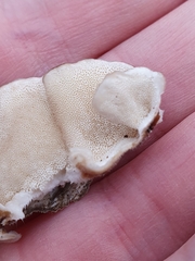 Trametes versicolor