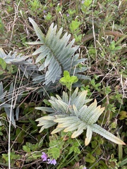 Polypodioideae