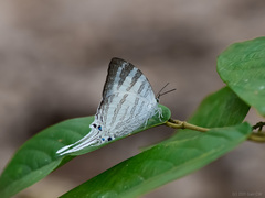 Neomyrina nivea