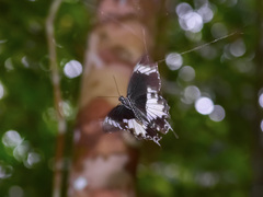 Papilio nephelus sunatus