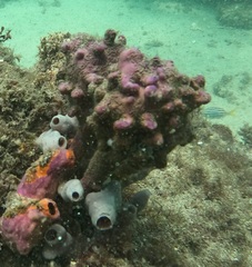 Pyura spinifera