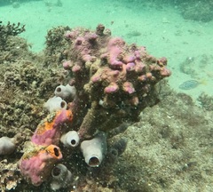 Pyura spinifera