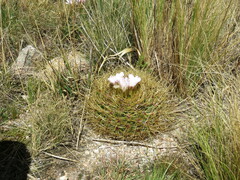 Gymnocalycium monvillei