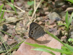 Ypthima baldus