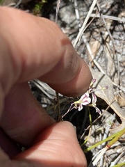 Stylidium angustifolium