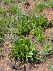 Senecio erubescens